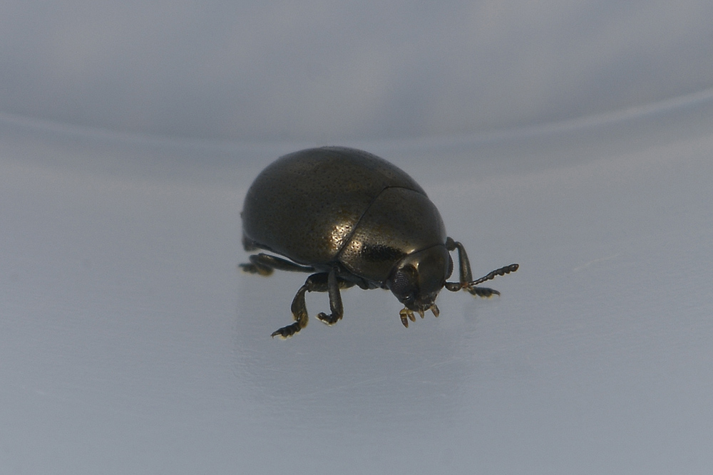 Oomorphus concolor, Chrysomelidae. 